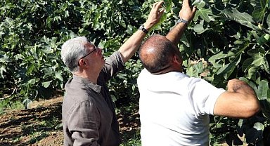 Mudanya’da incir hasadı devam ediyor