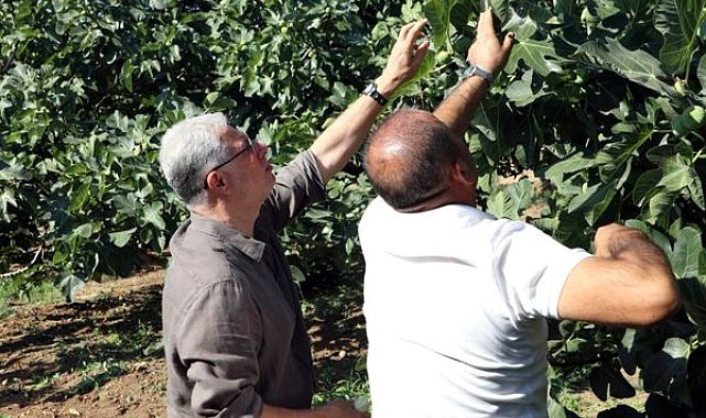 Mudanya’da incir hasadı devam ediyor
