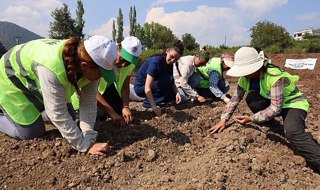 Toroslar’da safran üretimi için ilk deneme ekimi yapıldı