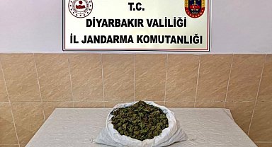 Diyarbakır’da jandarma operasyonlarında 253 bin kök kenevir skunk ele geçirildi