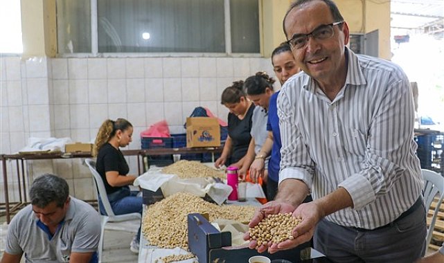 Gazipaşa’da 30 dönüm alanda nohut hasadı yapıldı