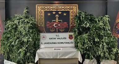 Hatay’da uyuşturucu operasyonunda 371 kök kenevir ele geçirildi