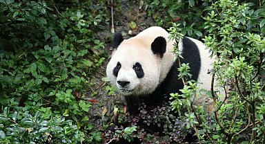 İki dev panda ABD’deki yeni yuvalarına gidiyor