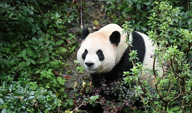 İki dev panda ABD’deki yeni yuvalarına gidiyor