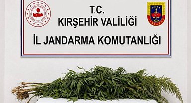 Kırşehir’de iki kişinin evinde 30 kök kenevir ele geçirildi