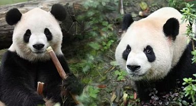 Pingping ve Fushuang adlı iki dev panda ABD’ye ulaştı