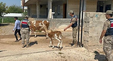 Şanlıurfa’da 315 bin liralık hayvan dolandırıcılığı