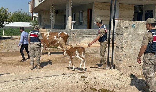 Şanlıurfa’da 315 bin liralık hayvan dolandırıcılığı