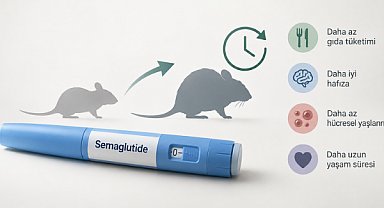 Semaglutid, yaşlı farelerin yaşam süresini yüzde 12,4 artırdı