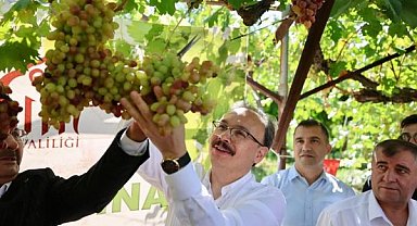 Siirt’te Tayfi üzümünde hasat dönemi başladı