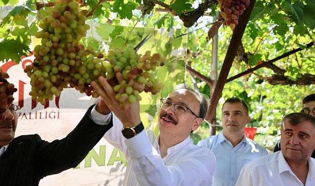 Siirt’te Tayfi üzümünde hasat dönemi başladı