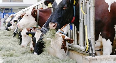 TÜİK- Ticari süt işletmelerince 987 bin 634 ton inek sütü toplandı