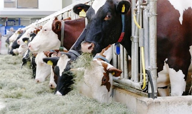 TÜİK- Ticari süt işletmelerince 987 bin 634 ton inek sütü toplandı