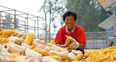 Xi Jinping’den çiftçilere Hasat Festivali tebriği