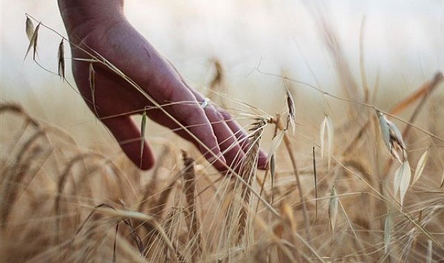 Arpa ve buğday endekslerinde haftalık yükseliş