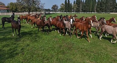 Bursa’da 12 milyon 50 bin liralık safkan Arap atı yetiştirildi