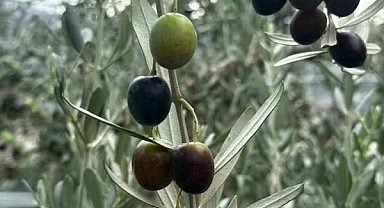 Bursa’da 290 bin ton zeytin rekoltesi bekleniyor