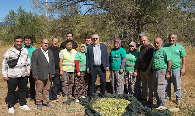 Edremit’te 2026-2027 sezonunun ilk zeytin hasadı başladı