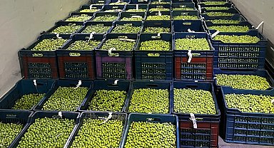 Eskişehir’de Dorlion zeytinyağında erken hasat tamamlandı