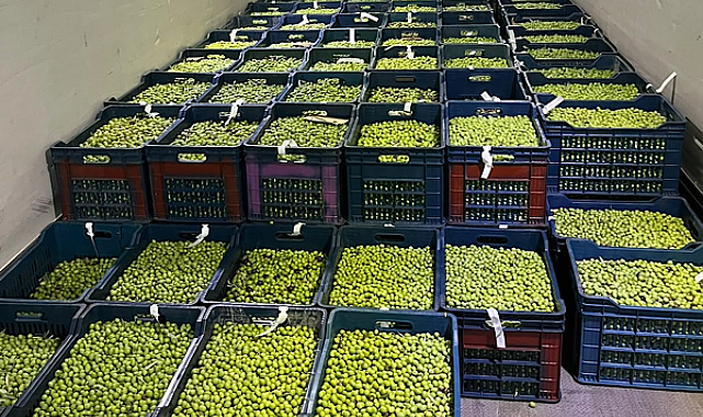 Eskişehir’de Dorlion zeytinyağında erken hasat tamamlandı