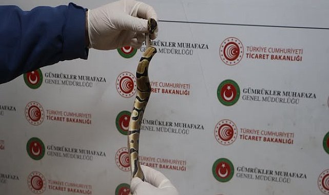 Kapıkule’de 67 canlı piton ele geçirildi