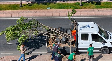 Kayseri'de ağaçlar yenileniyor