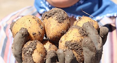 Korkuteli’nde ilaçsız patates hasadı yapıldı