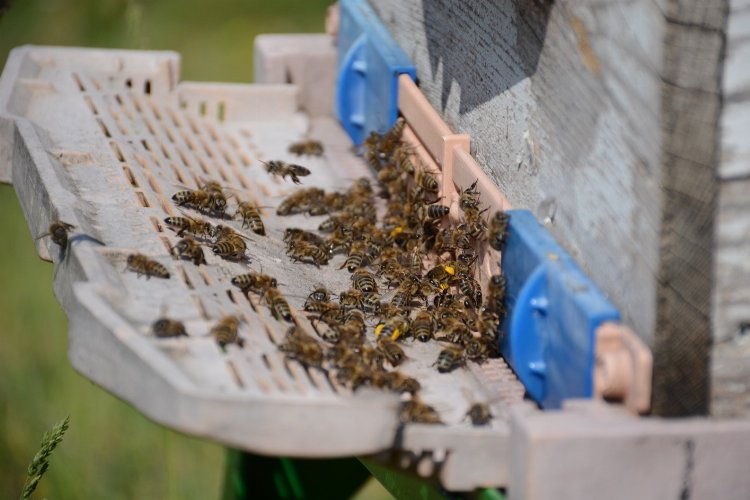 Bal arısı zehrinden çıkan bilimsel sonuç… Epilepsi ataklarına karşı etkili