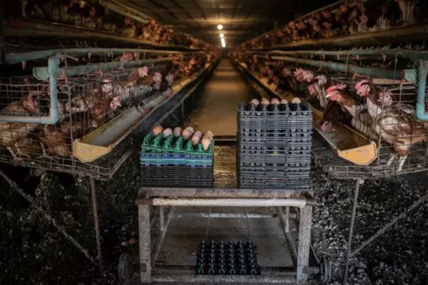 Rapor: “98 firmadan 59’u kafes yumurtasını terk edeceğini açıkladı”
